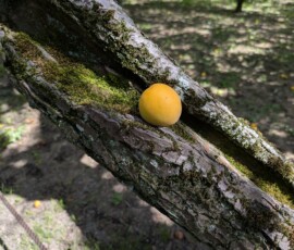 Pas mal de prunes à terre en cette saison, et certaines habilement tombées !